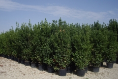 Lauro nobilis 